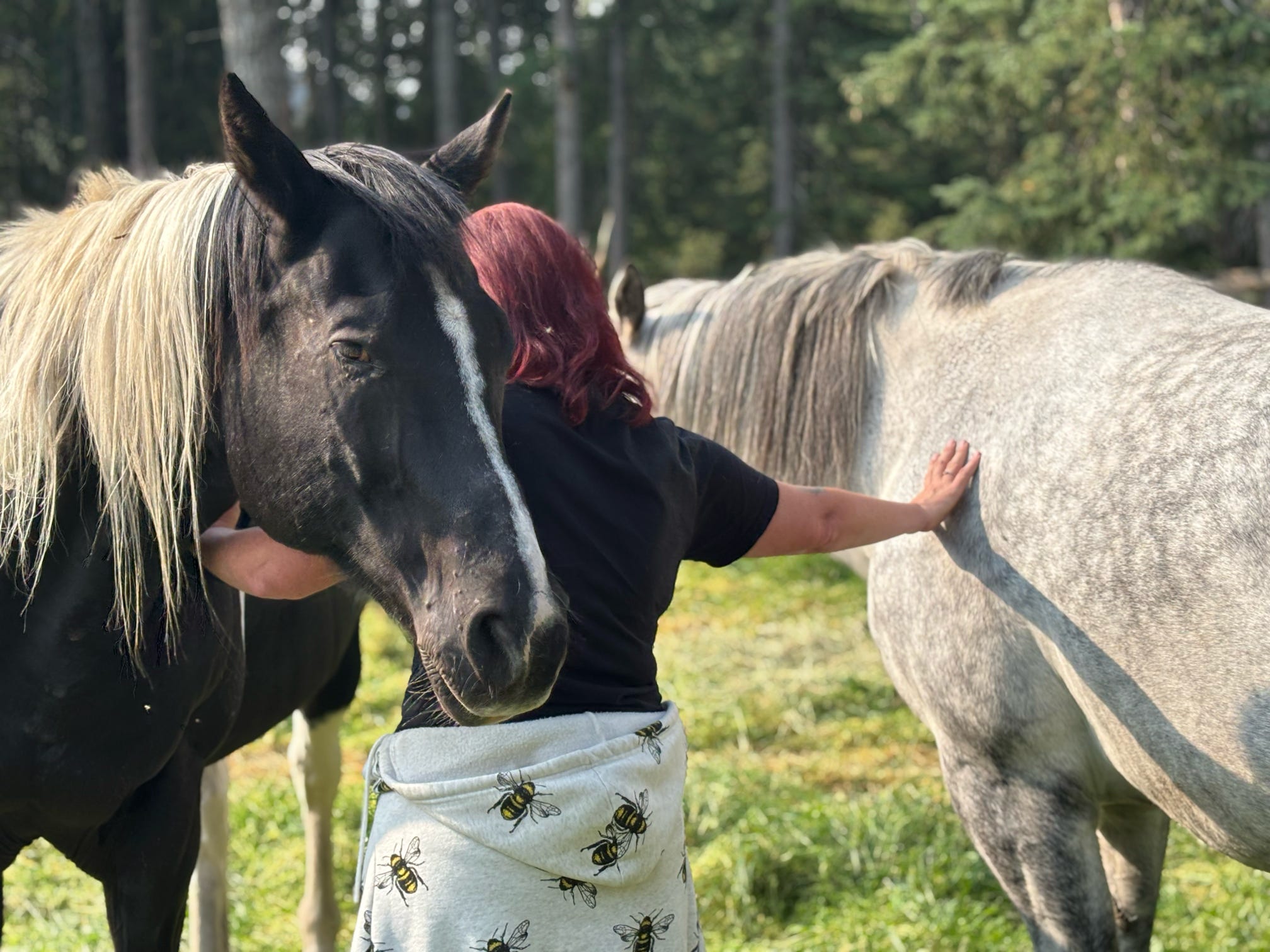 Heartfelt horse-human connection with a grey horse and paint horse